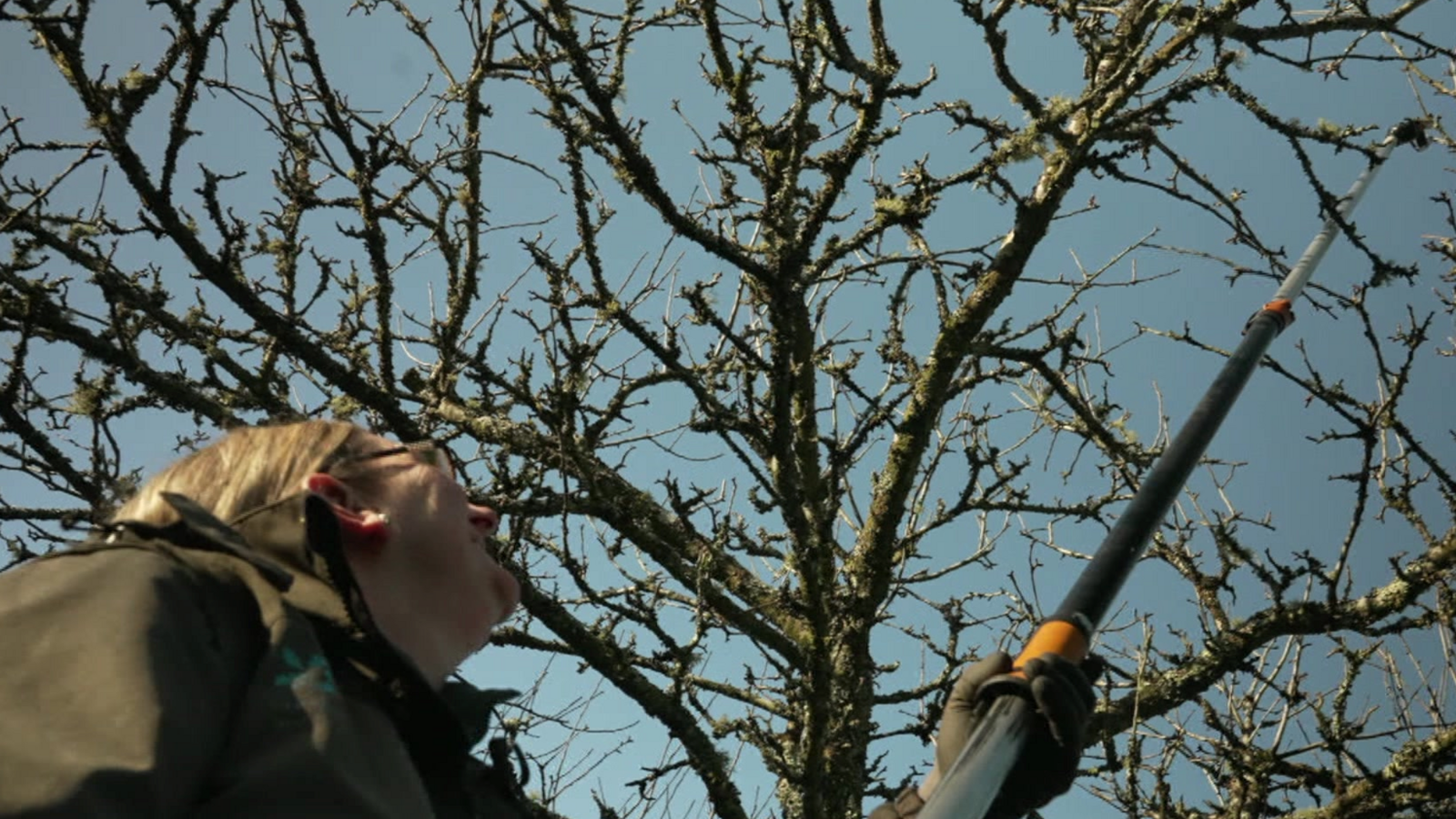 A woman with a long tree pruner and a tree behind.