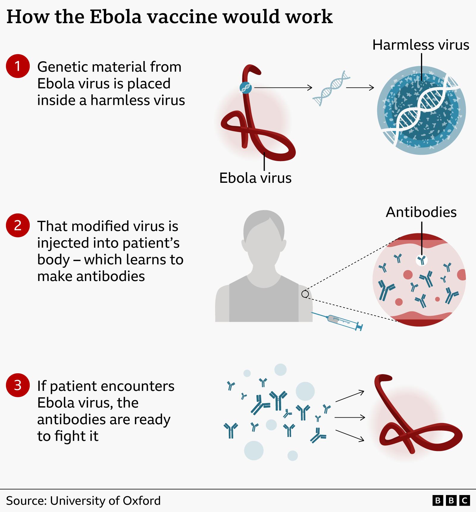 Ebola genetic material is placed inside a harmless virus, the modified virus is injected into the body to trigger antibody production, and those antibodies are then ready to fight the Ebola virus if exposure occurs later. It uses illustrations of the Ebola virus, a harmless virus, a syringe, antibodies, and arrows to show each stage of the process. The source is the University of Oxford