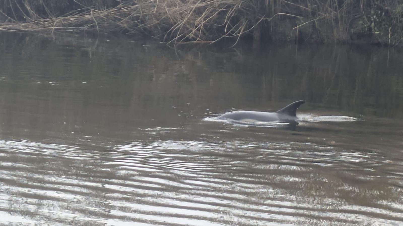 A fin and back of a common dolphin poking out of a brown river with plant roots visible on the bank.