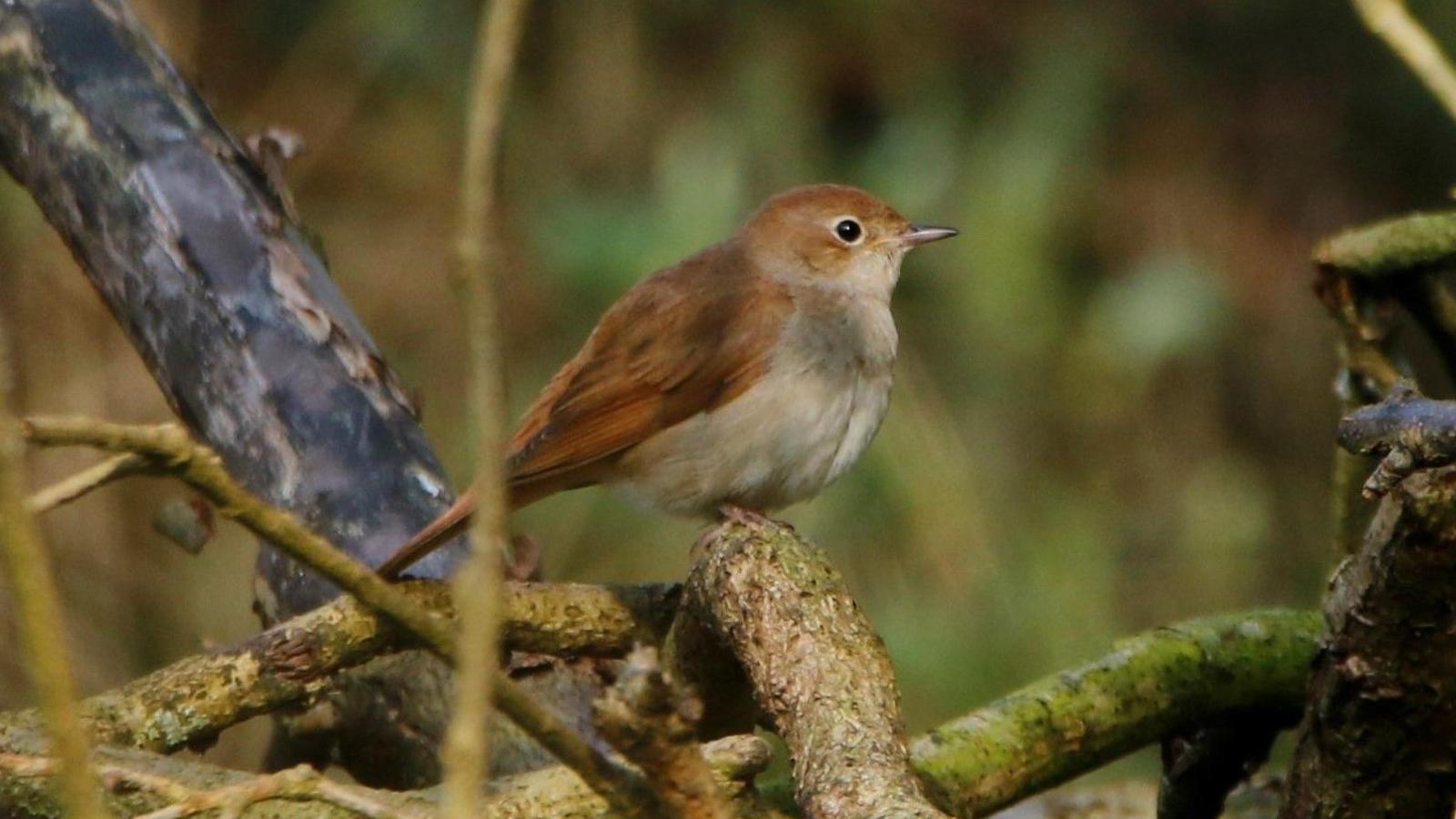 A small brown Nightingale bird sits on a bramble branch. 