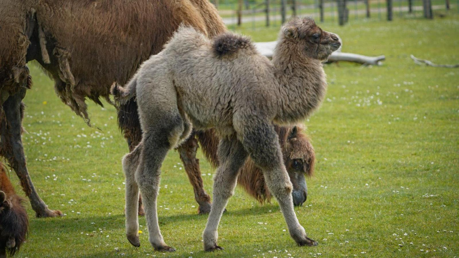 A young camel stands next to it's mother as they feed on grass. It has two small humps