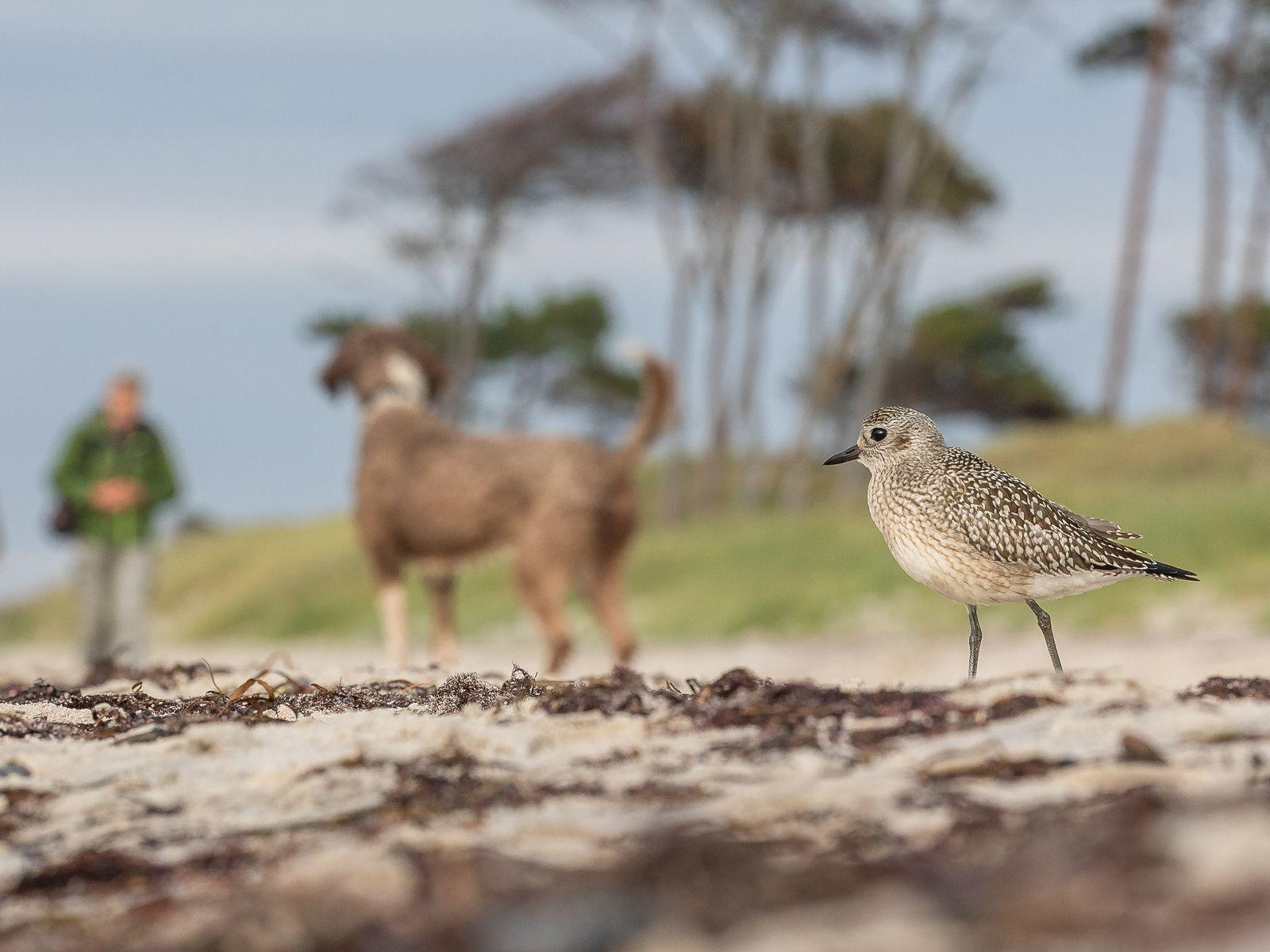 Human, dog and bird on a beach 