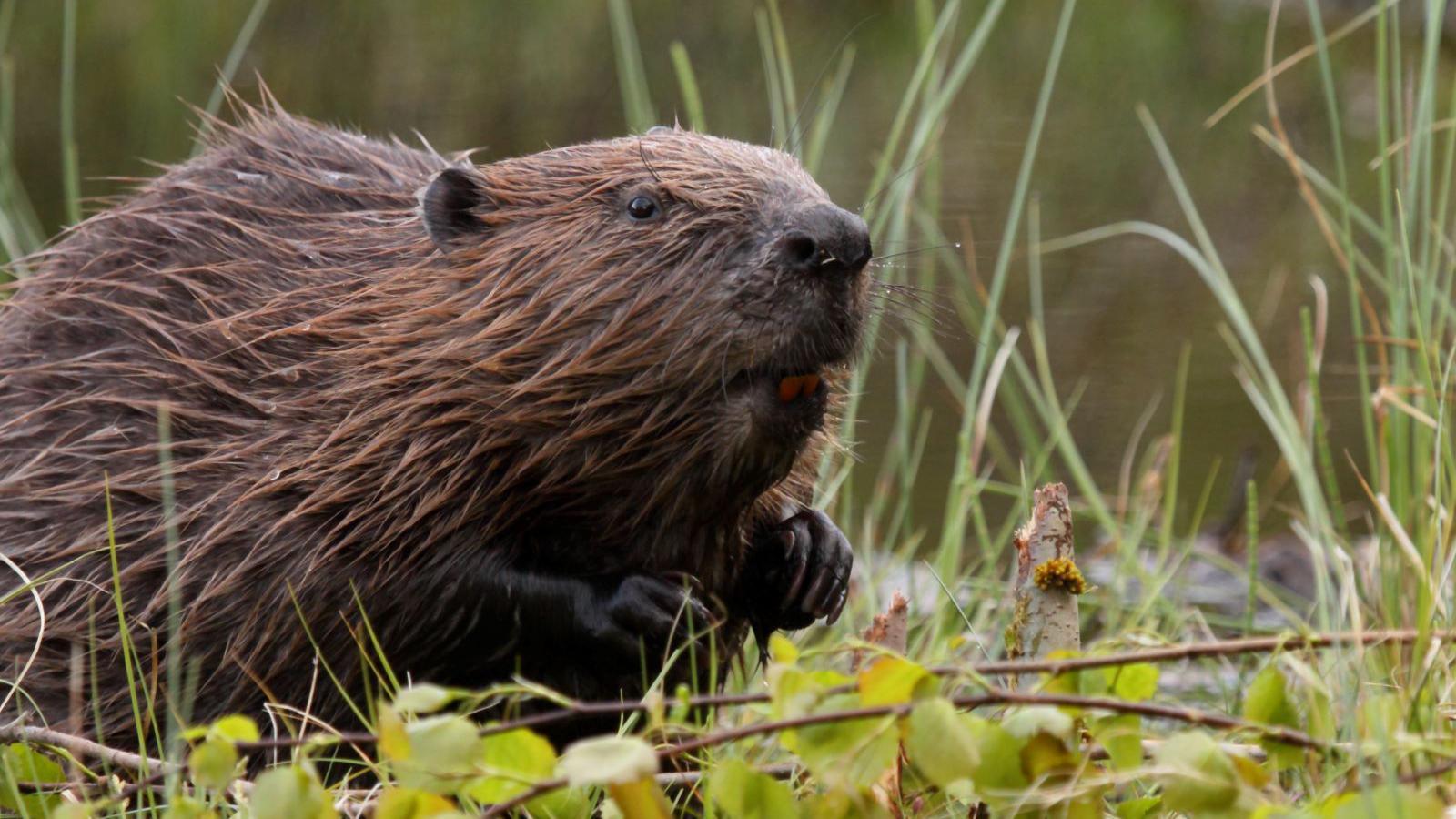 Eurasian Beaver