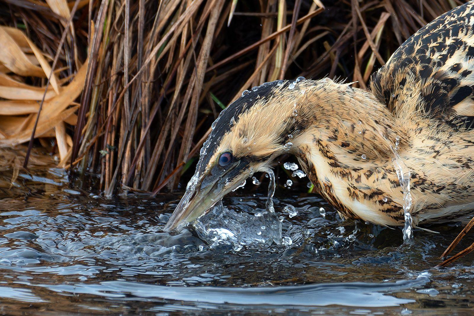 A Eurasian Bittern bird feeds on the side of a lake 