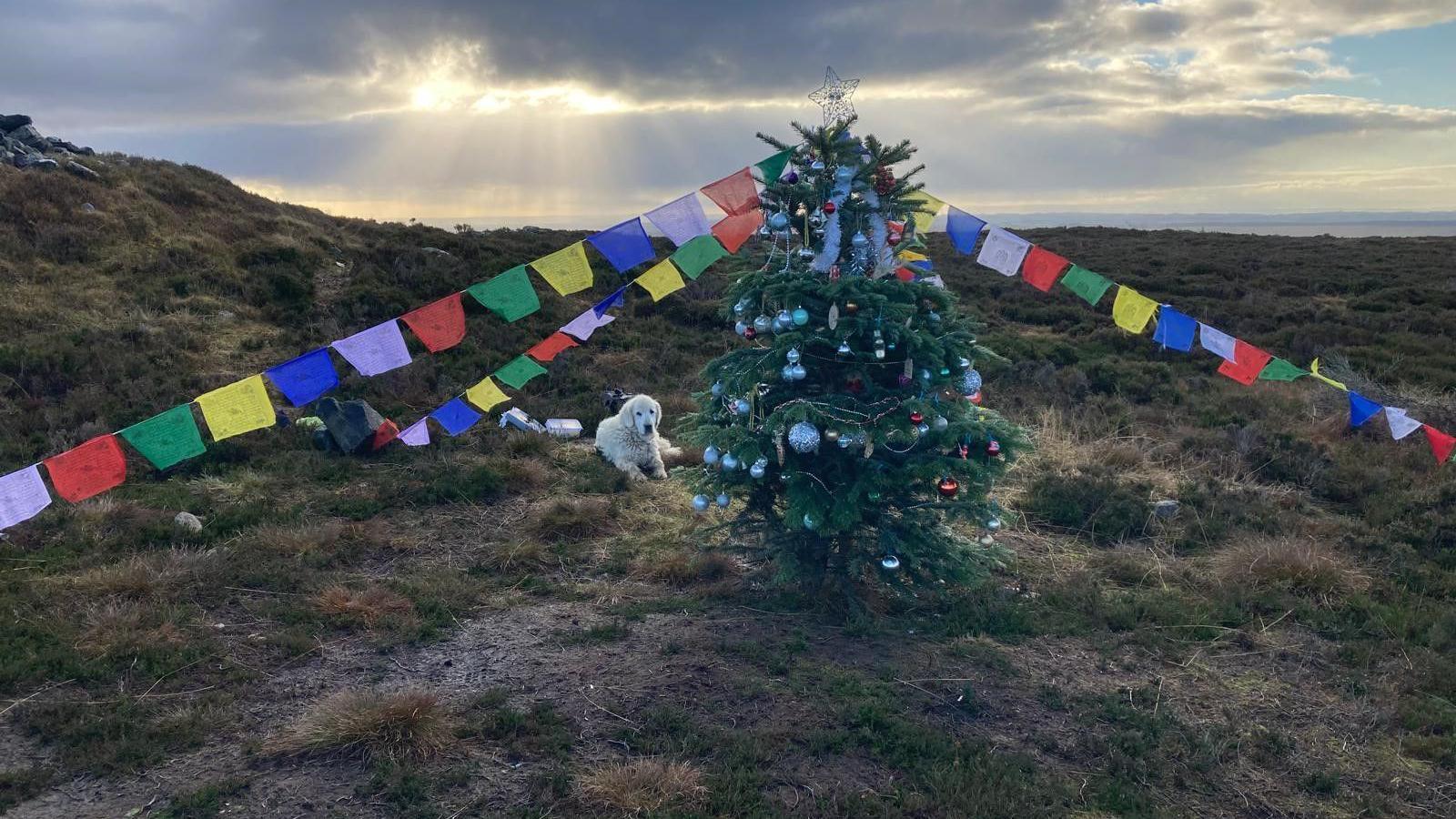 A Christmas tree stands on a remote hilltop with a setting sun behind it. It's decorated with flags on the ropes to anchor it. A golden retriever sits at its base.