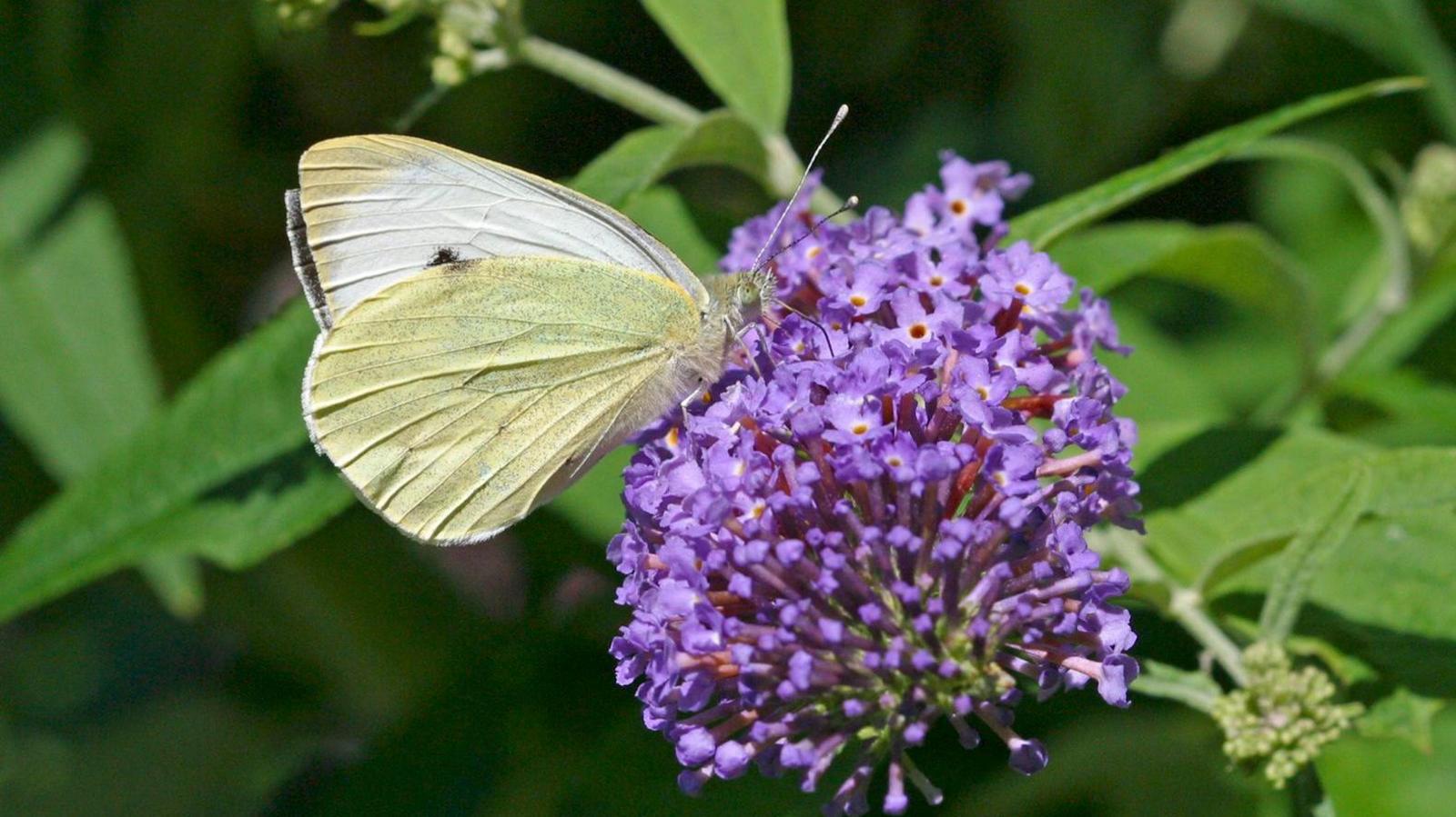 A large white is resting on a purple buddleia flower head. Its wings are closed and the underneath of them are pale green. Part of the upper side of a wing can be seen and it has a pale green edging, is white and has a black spot. It has long white antennae.