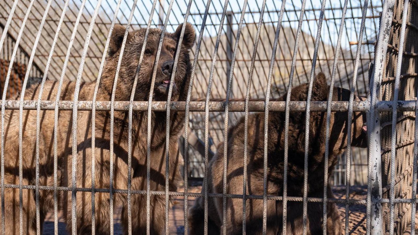 Benji and Balu the bears in a concrete cage in Azerbaijan. They both look very sad.