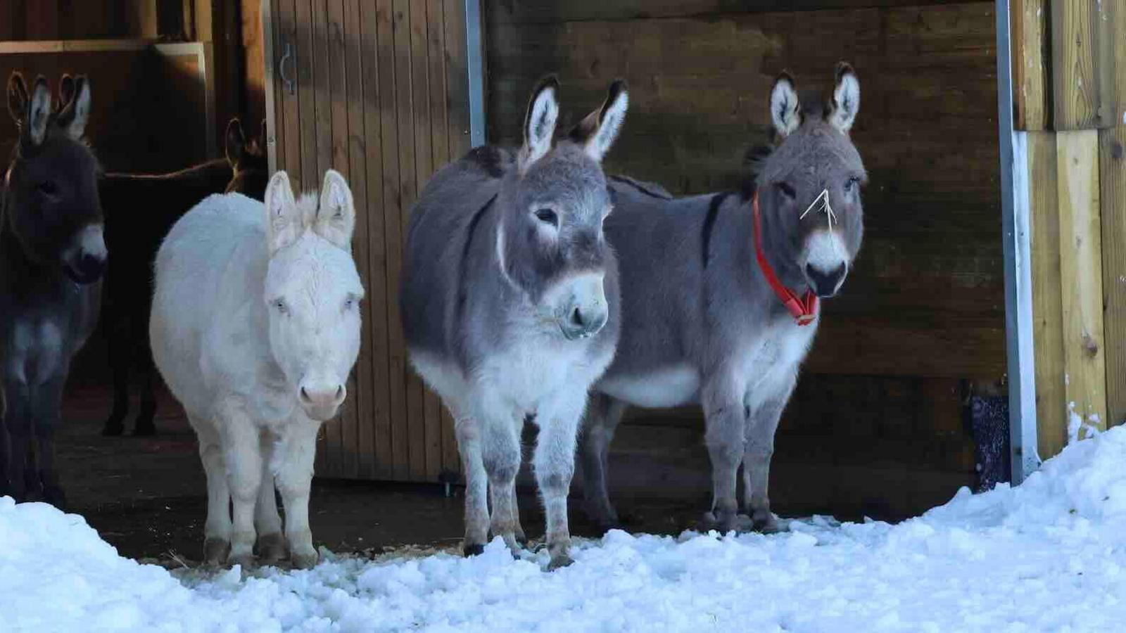 Four donkeys looking out of their stable at the snow-covered fields