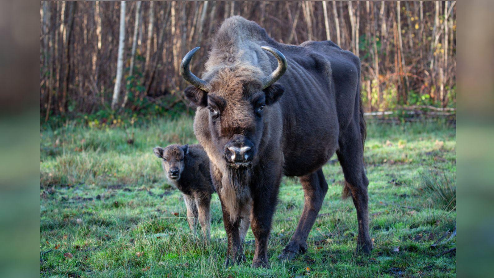A bison and calf stand in a woodland.