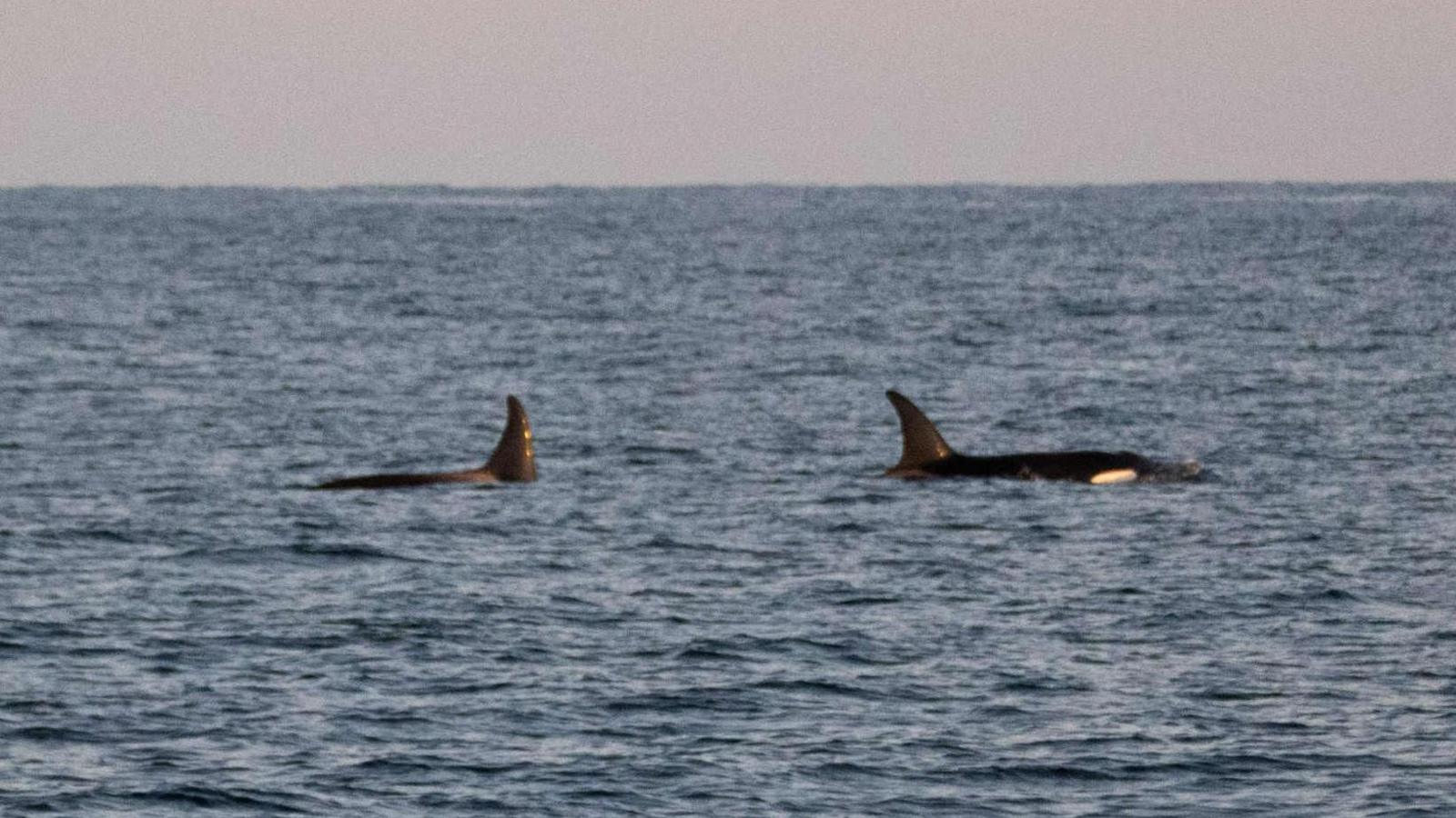 The dorsal fins of the two orcas can be seen breaching the surface of the sea and a patch of white near the head of one of them is visible. Sunlight reflects off the fins.