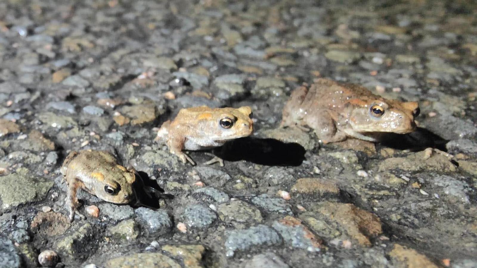Three baby toads on a stone road in darkness. They are very small and look camouflaged against the road.