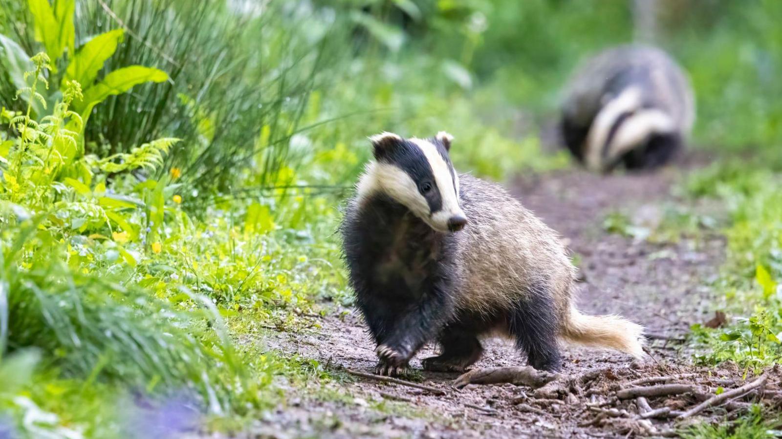 Badgers on a country path