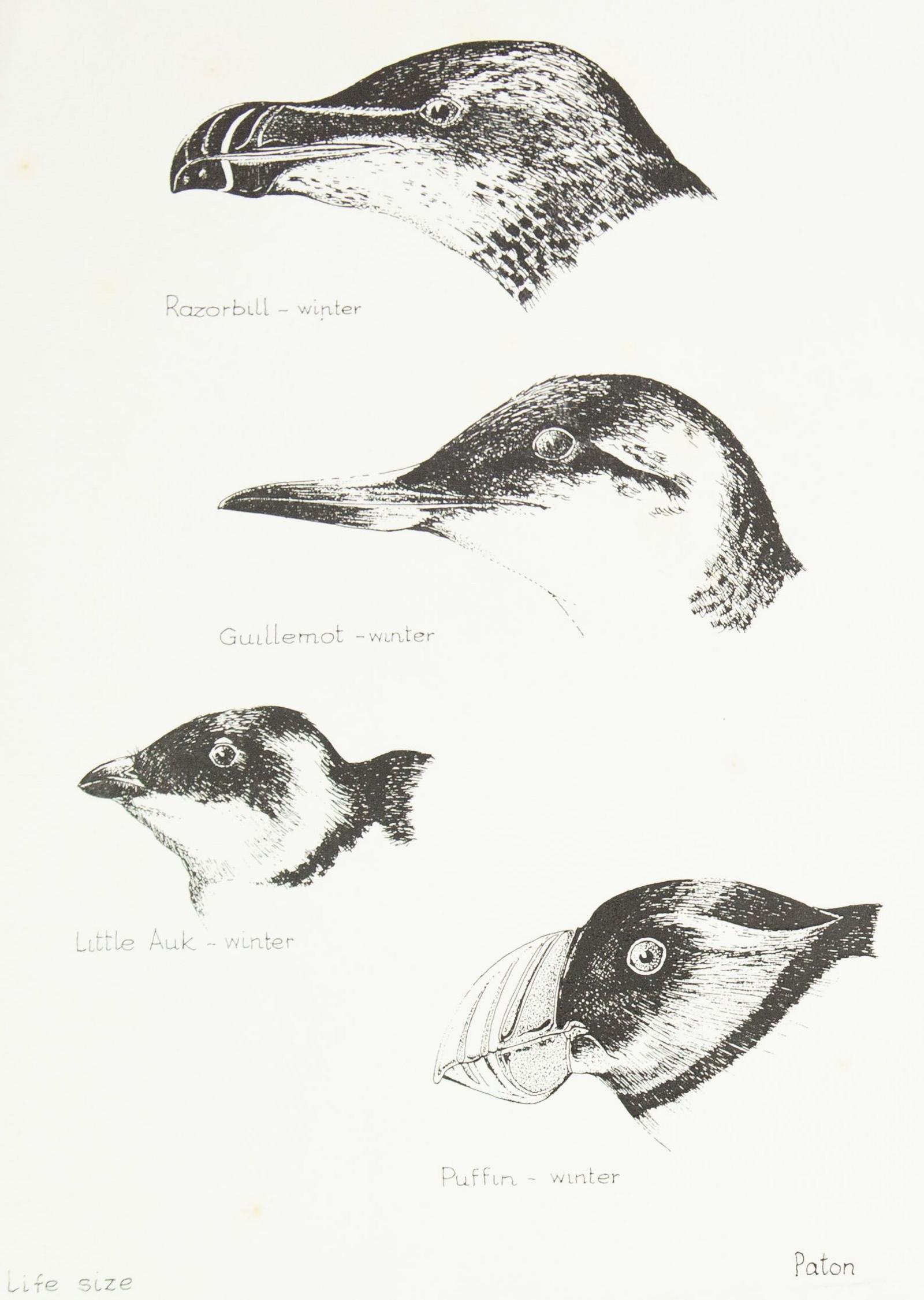 A graphite drawing of the heads of four birds: a razorbill, guillemot, little auk and puffin. Along the bottom are the words 'life size' and 'Paton'.