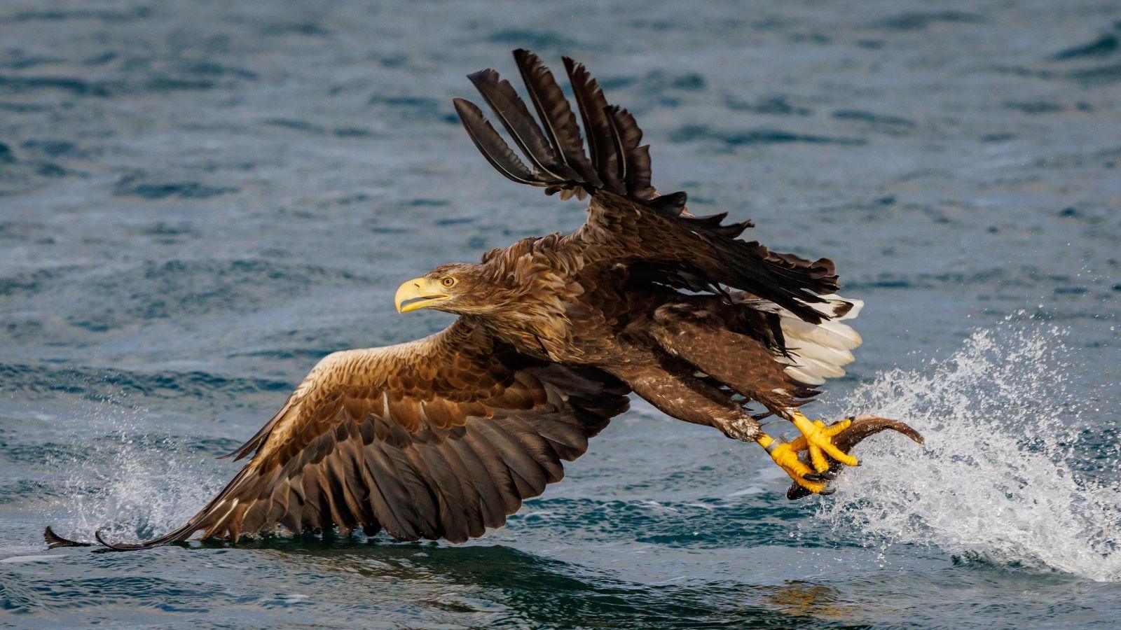 A White Tailed Eagle is captured catching a fish from the sea. The bird is flying close to the water, his feet are holding a fish. The water is splashing upon impact with the surface.