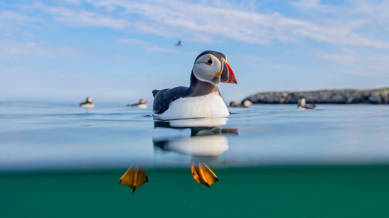 A puffin floats on the surface of the water, with his yellow feet visible beneath the waterline.