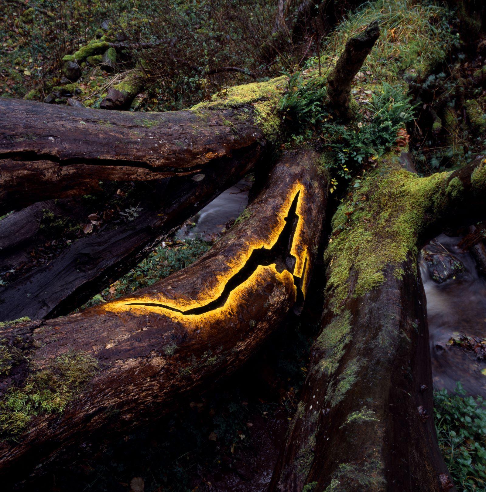 A tree trunk lies over a river bank with a hole in it. It is lined by a yellow outline that mixes into the brown of the tree bark.