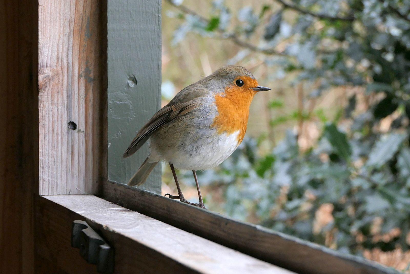 Small robin standing at a window ledge, staring out with a tree visible out of focus in the background