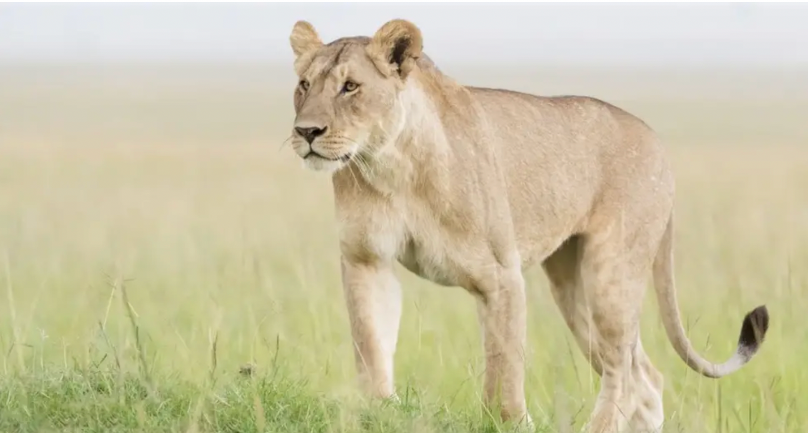 lioness standing in a field of grass