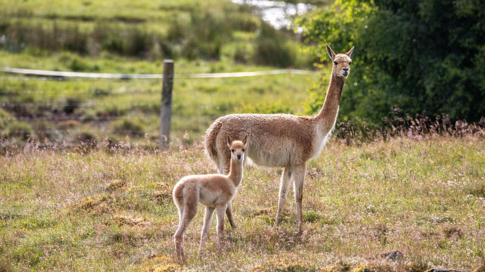 Baby vicuna or cria standing in a field full of grass and wild plants, alongside one of the herd. They are looking at the camera. 