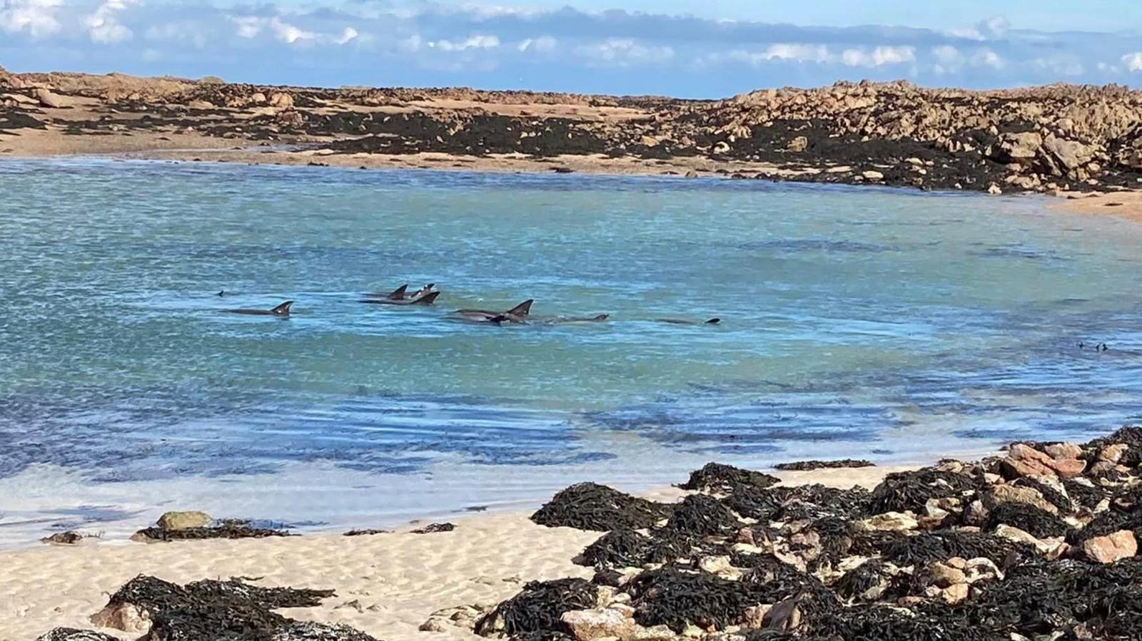 13 dolphins at La Rocque Harbour 