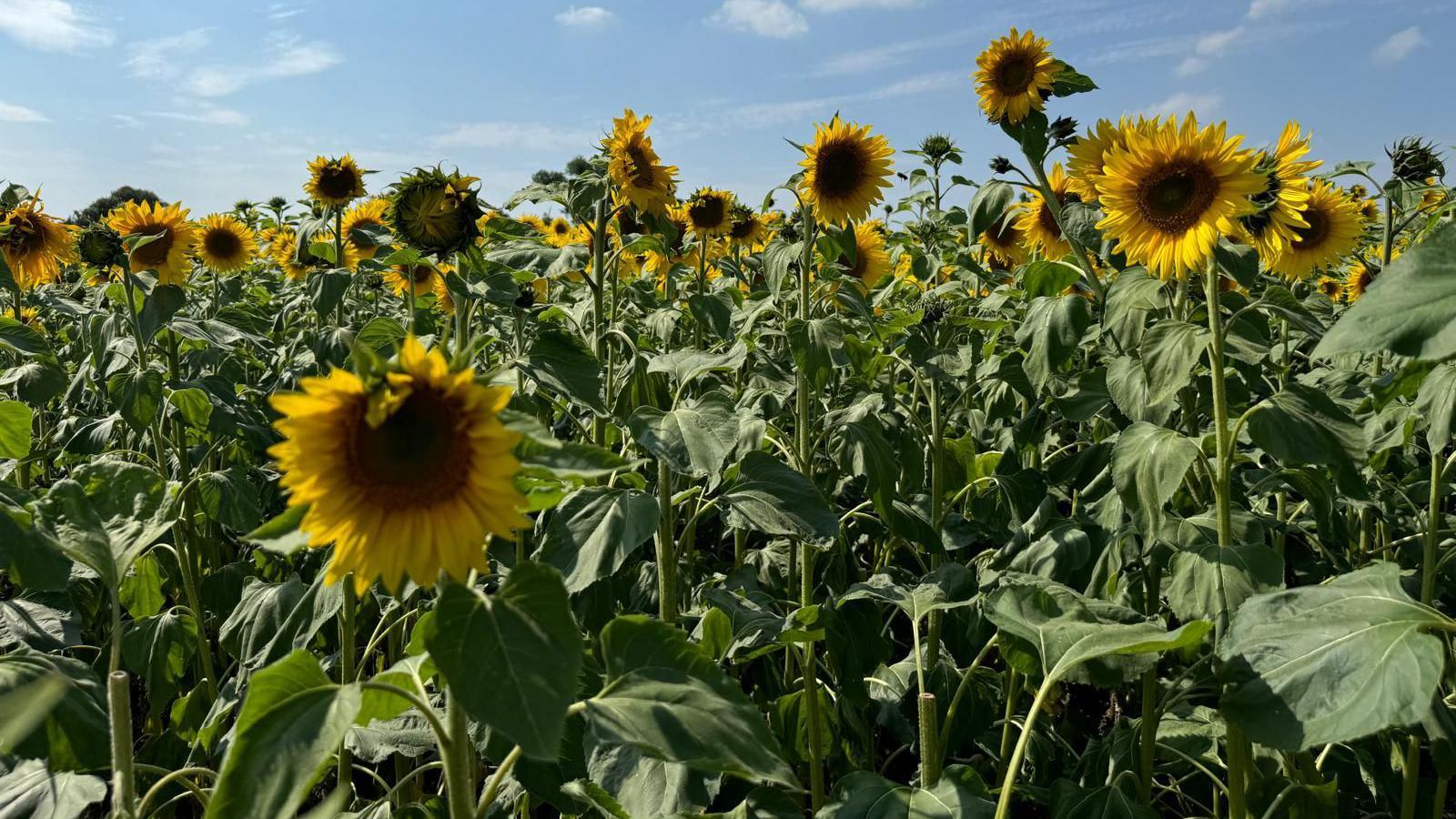 A number of tall sunflowers standing in a large field under a blue sky.