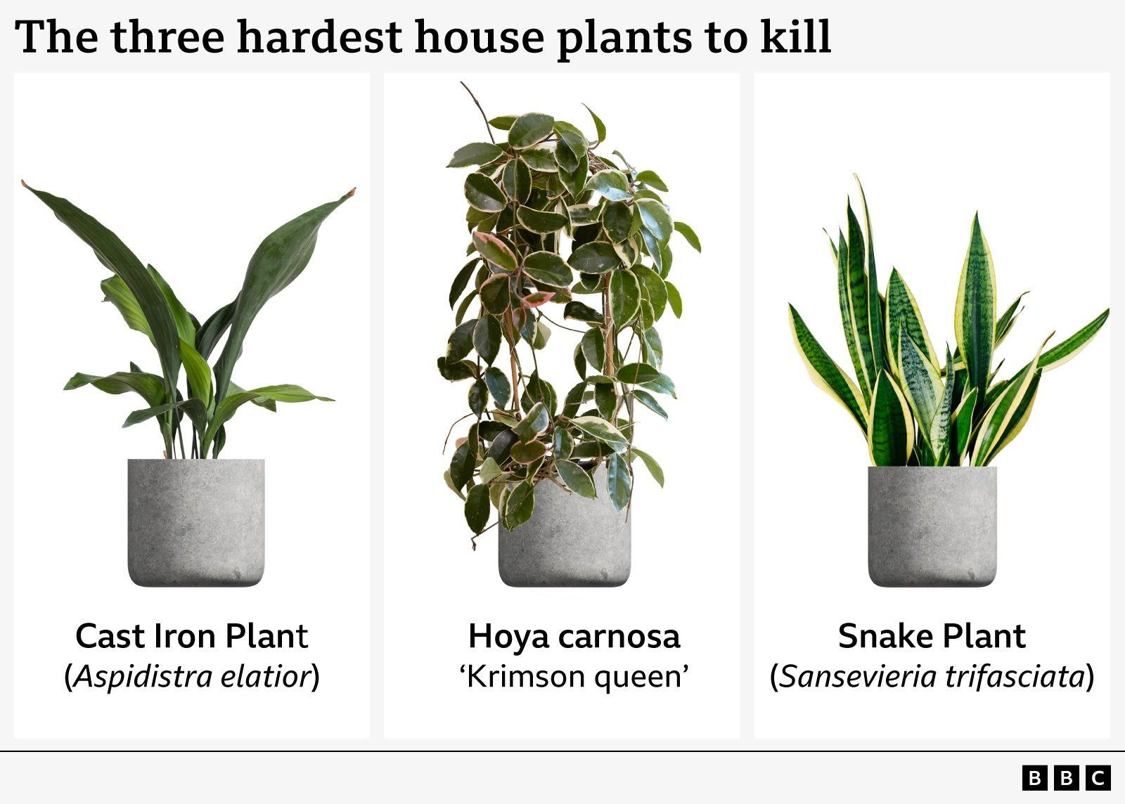 sansevieria trifasciata victoria Sansevieria masoniana Victoria - Shark Fin Snake Plant | Hortology