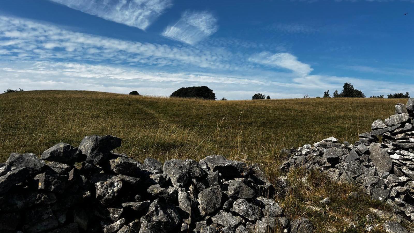 Grassland with a stone wall in foreground