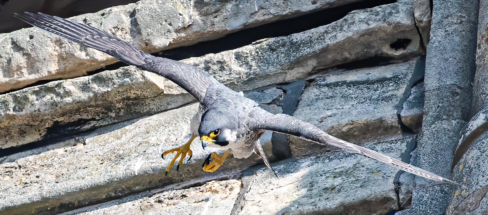 Peregrine falcon at Lincoln Cathedral