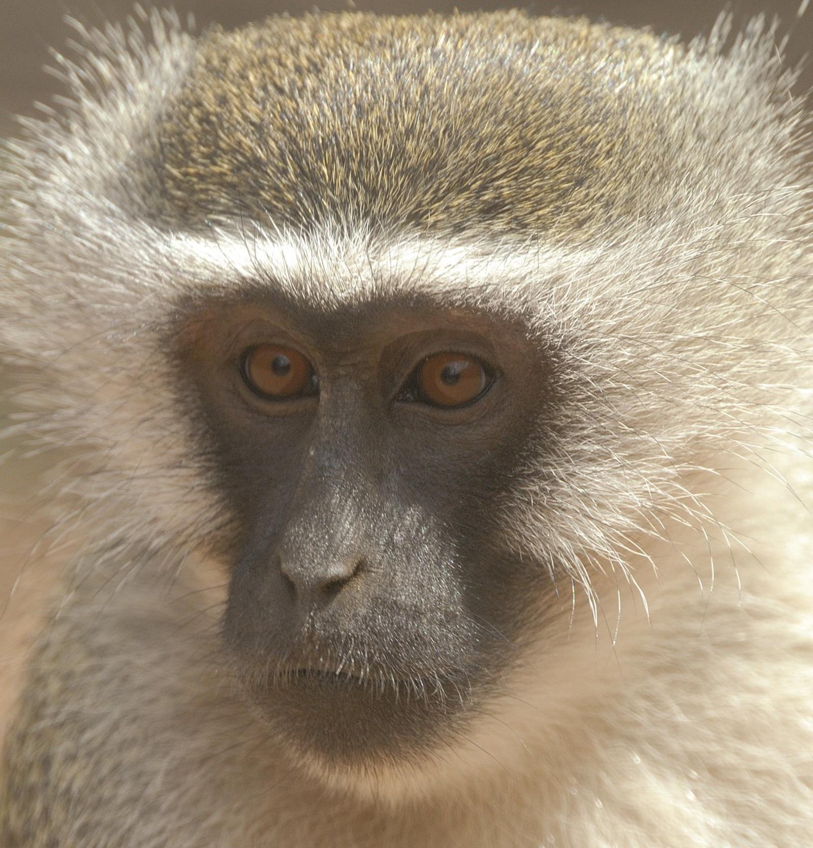 Vervet monkeys.