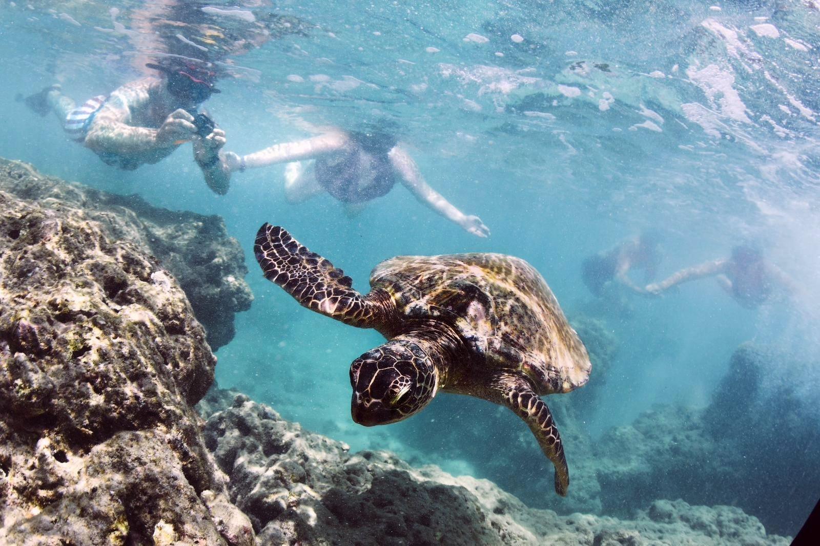 A turtle swims with a group of tourists watching from behind