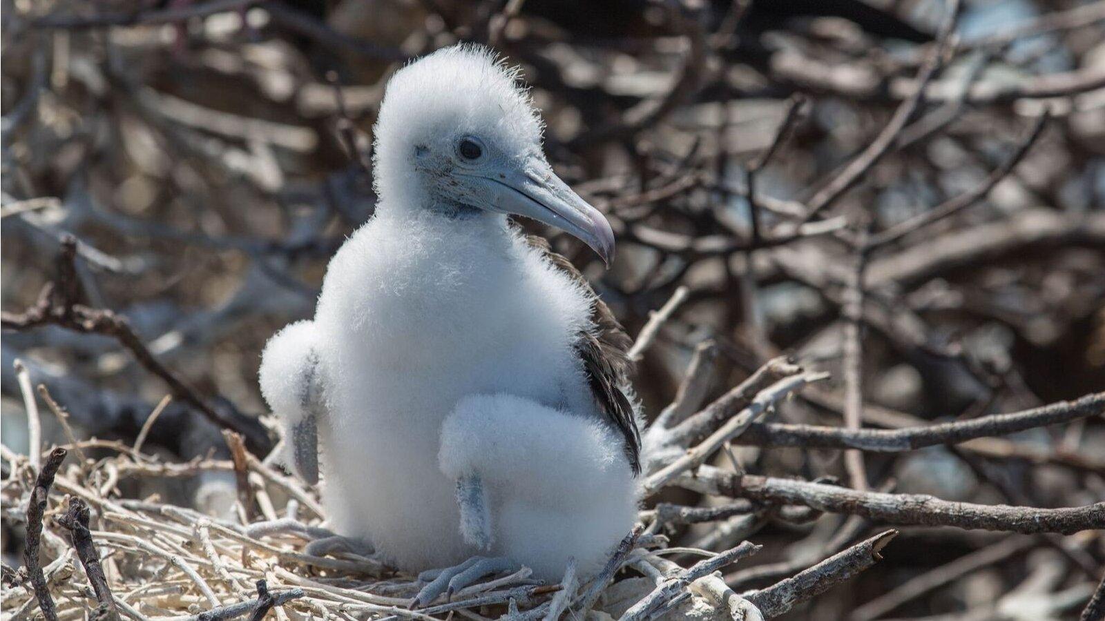 A frigatebird chick