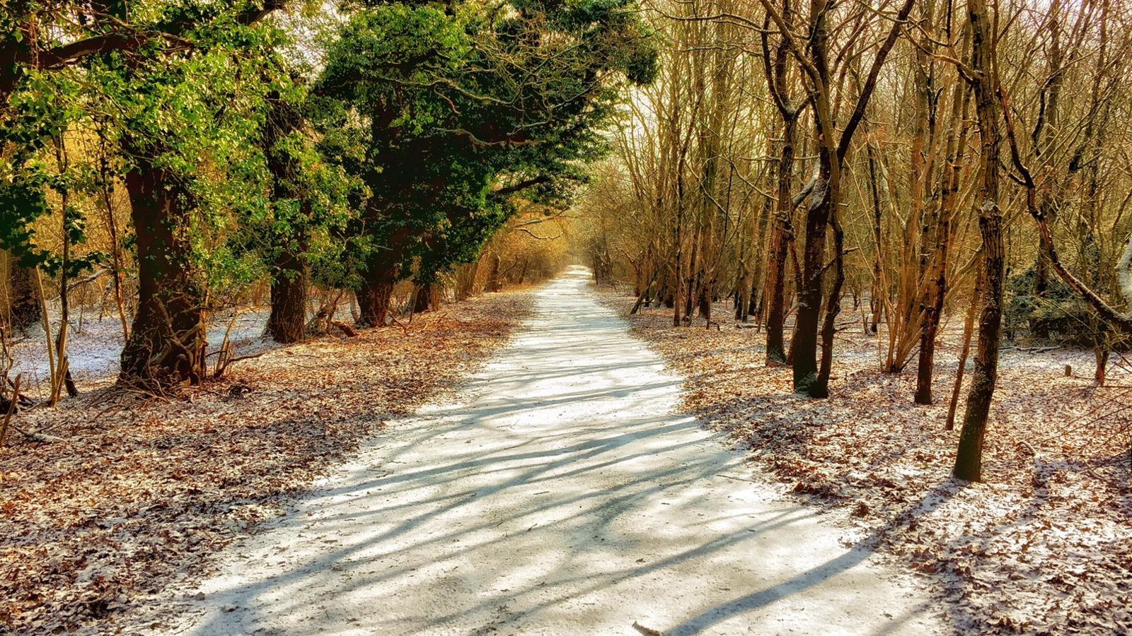 Brasenose Woods in the sunshine just after a blast of snow