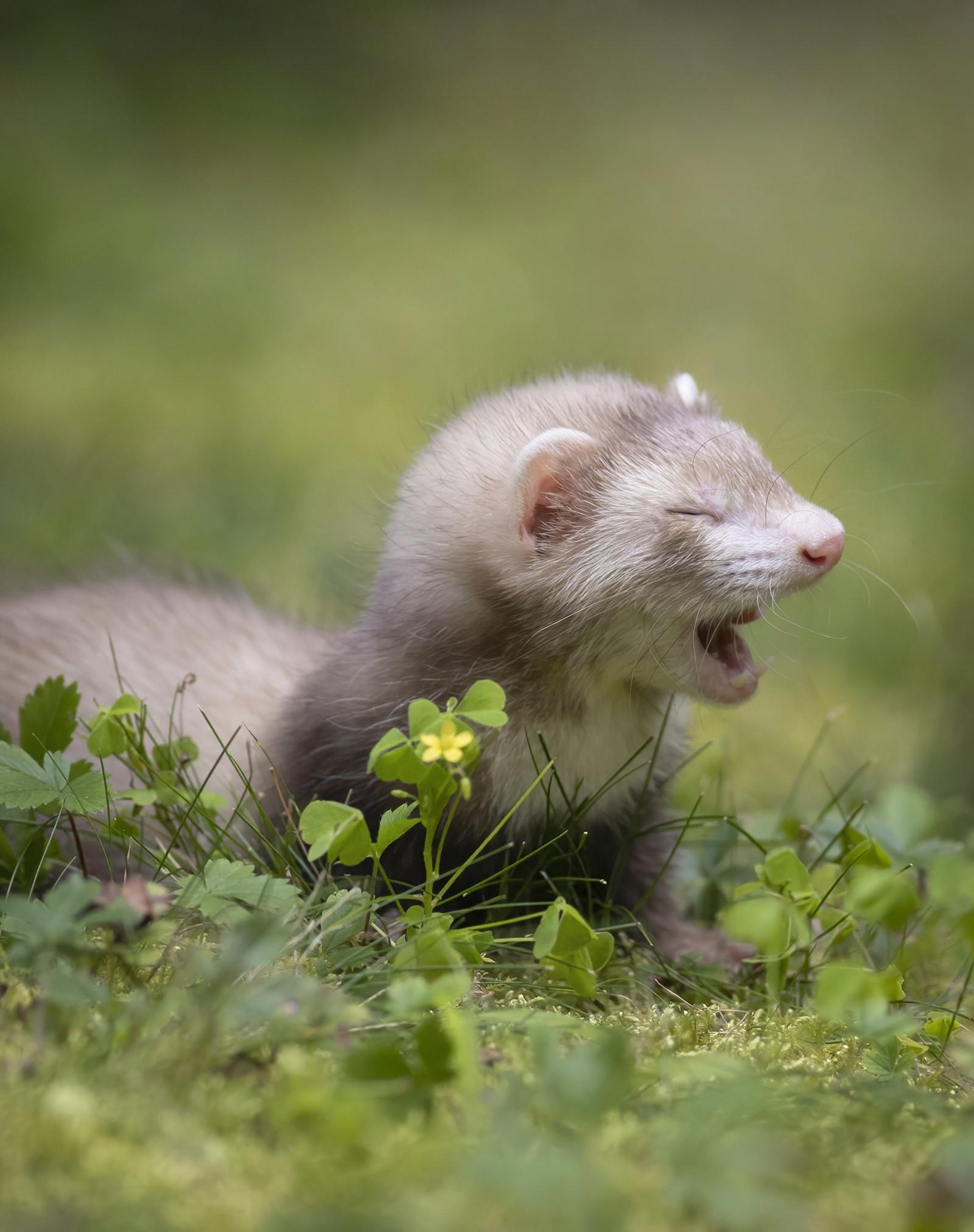 Boudicca The Ferret at home in US