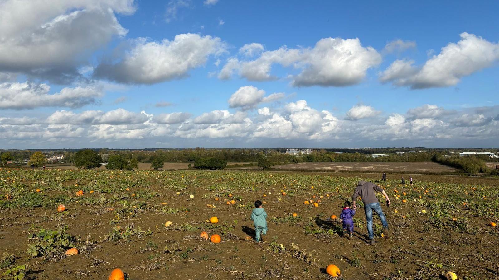 Two young children with an adult male walking across a large pumpkin field, with a view of Peterborough in the background. Some gourds can be seen scattered on the ground, with blue sky and a lot of clouds above.