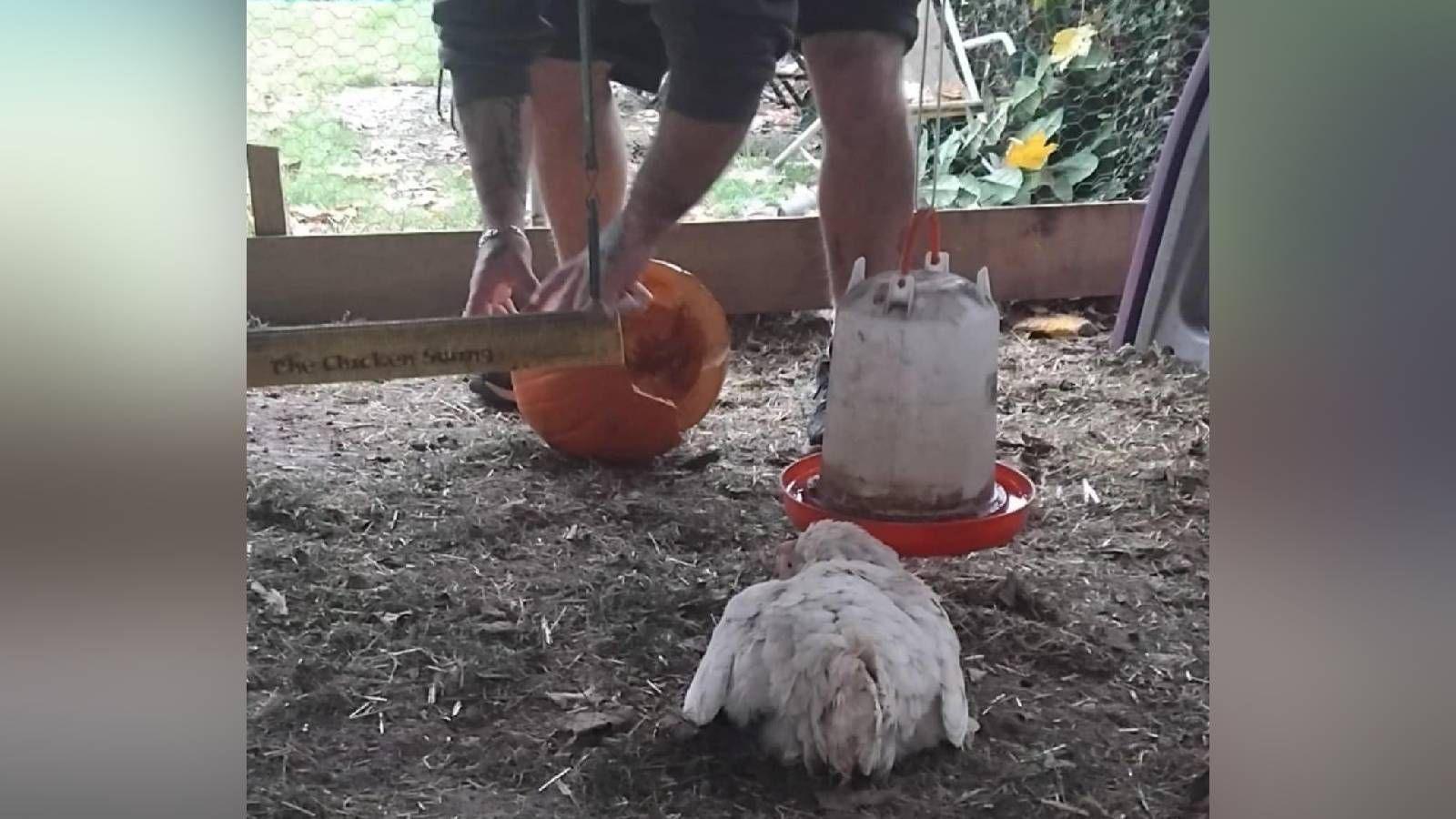 The white feathered chick at the front of the image with a water dispenser and plenty of space in her new pen. There is a "Chicken Swing" that can be seen in the space and a person is in the background preparing a pumpkin for the area.