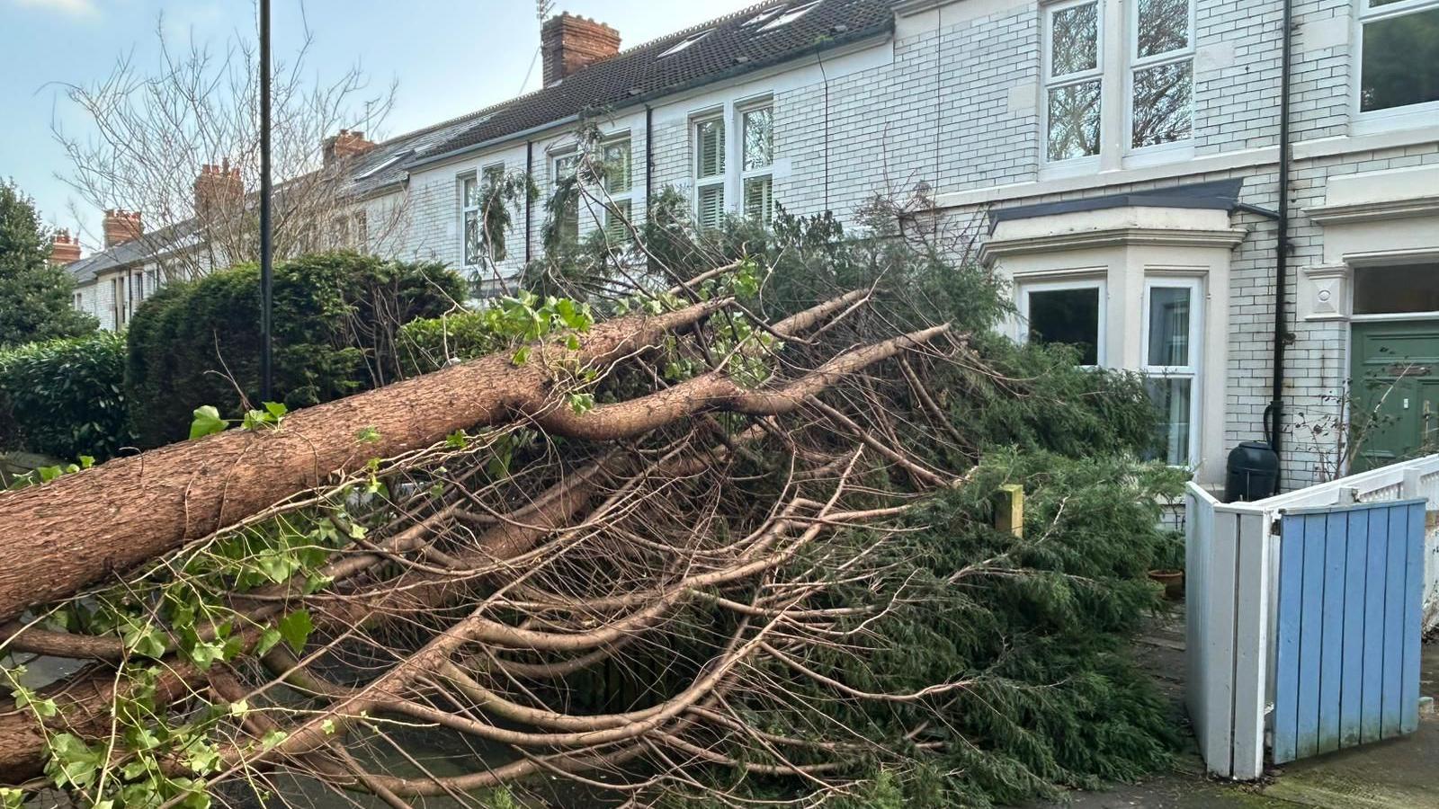 A big tree lying across a road and the front gardens of white-brick terrace houses.