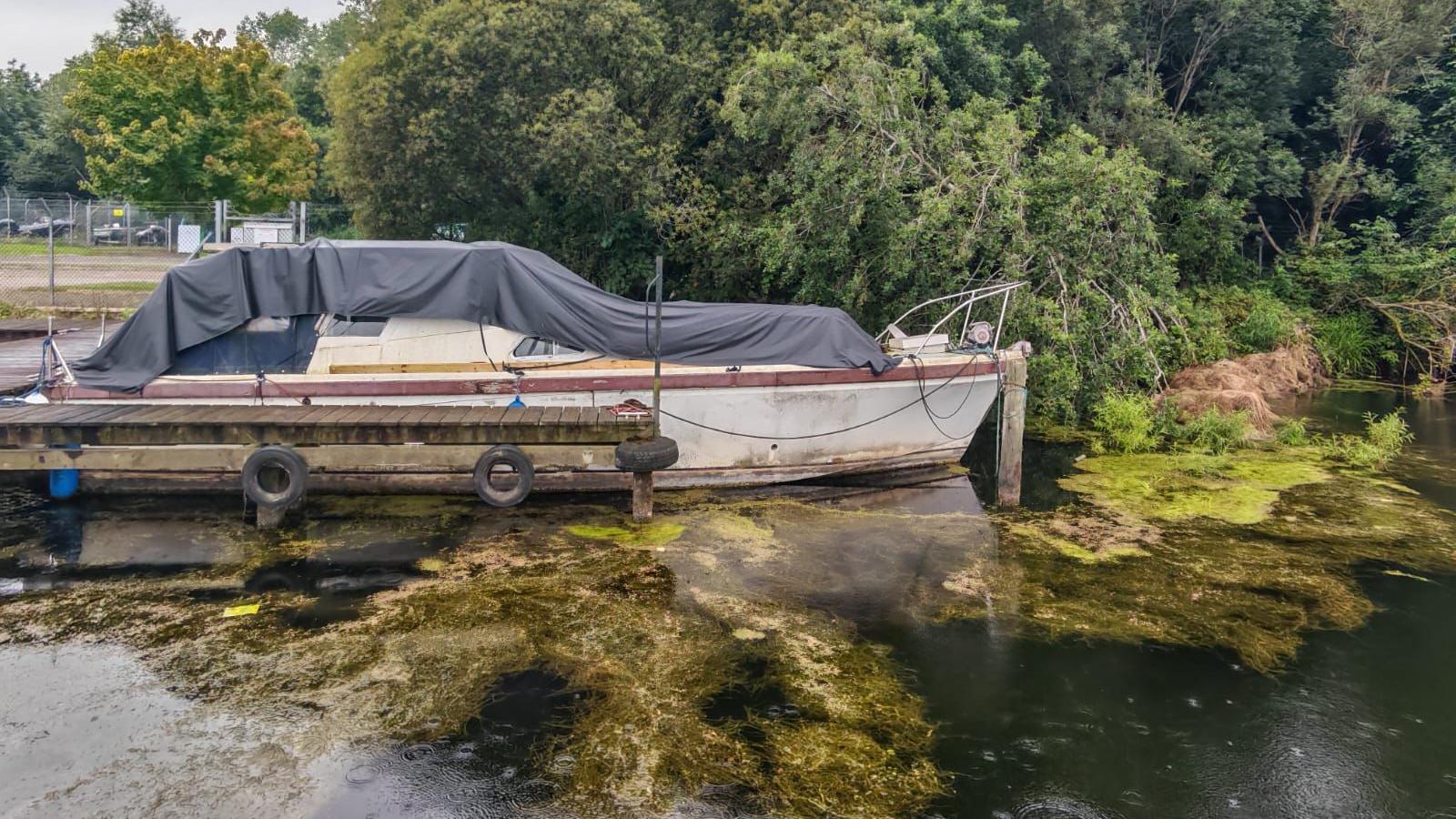 An old boat parked on a lake, with weeds piled up on top of the water. There are trees behind the boat. 