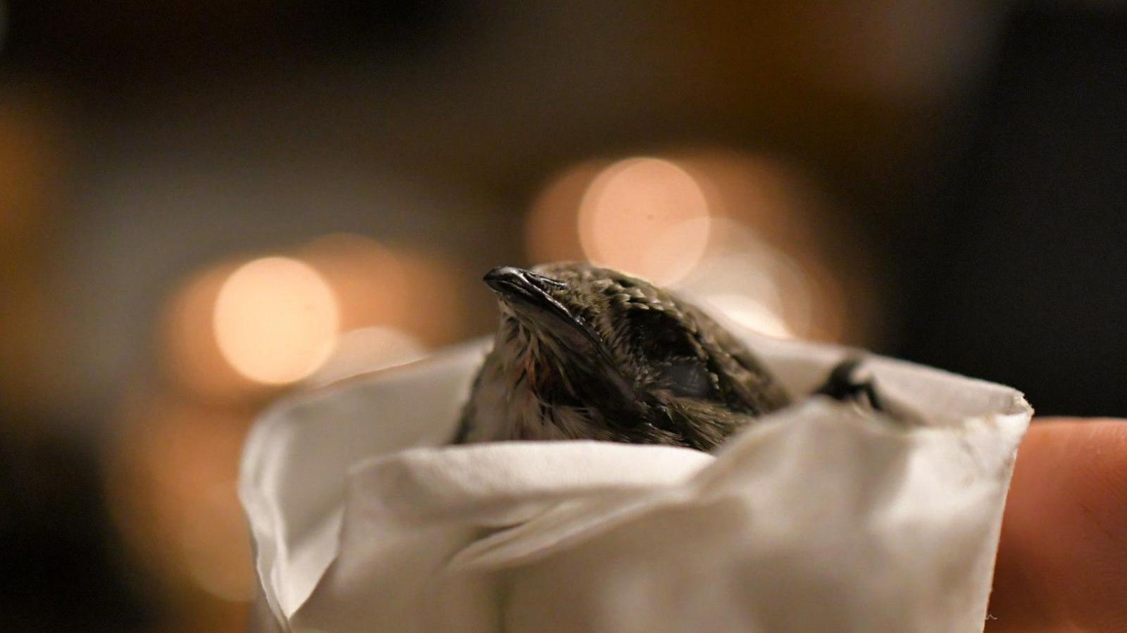 A swift bird being held in a hand