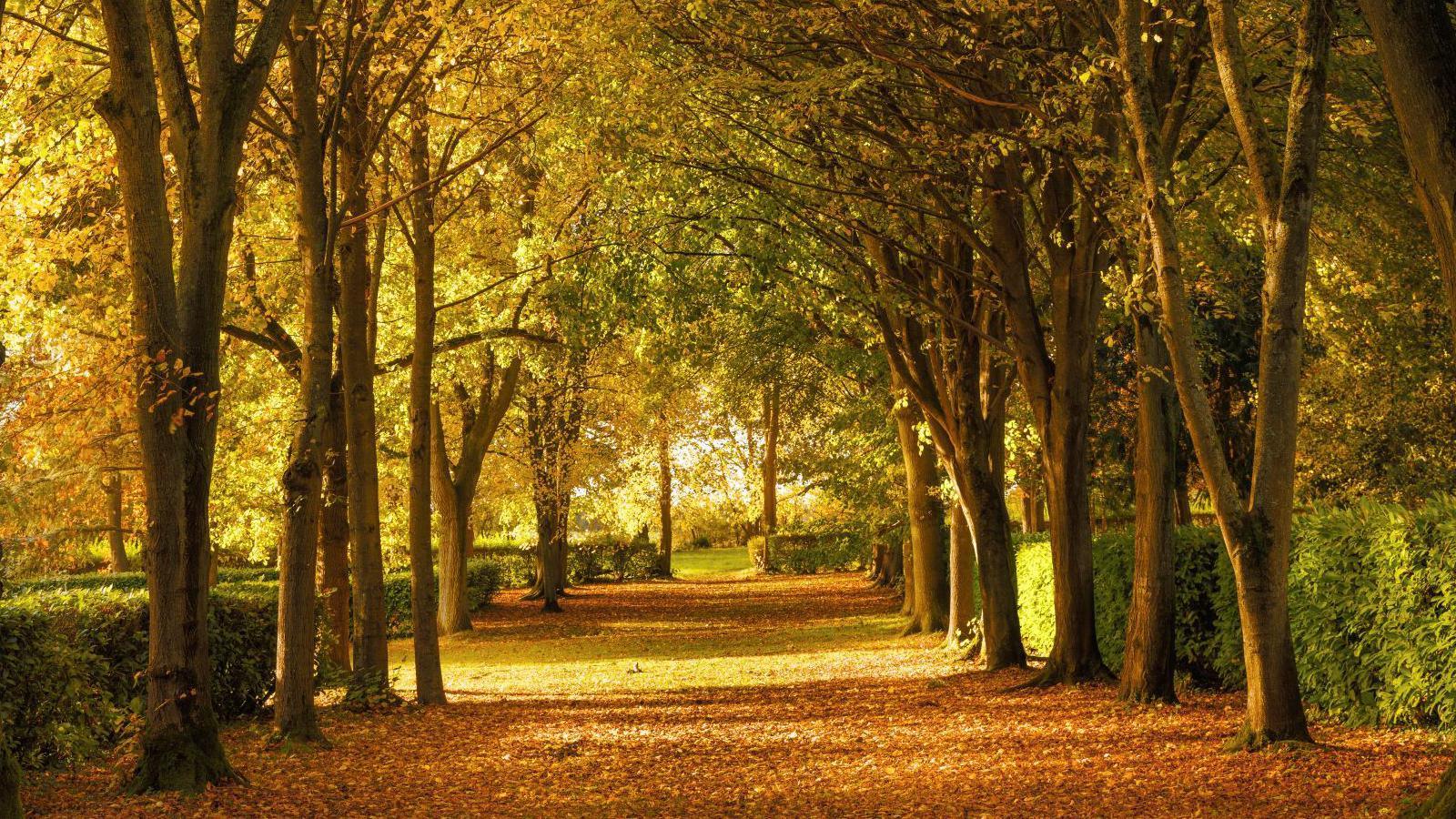 A path lined by tall trees with green and orange leaves on an autumnal day. The grass path is covered in orange leaves that have fallen to the ground. The sun shines through gaps in the trees.