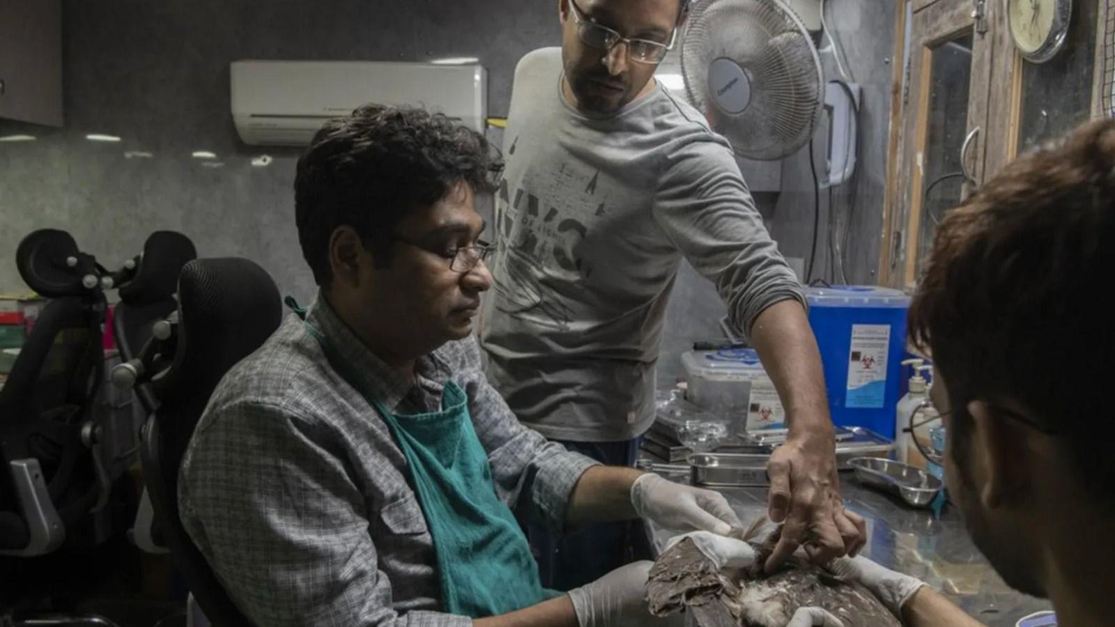 Two people treat a wounded bird. One of them, a man in a checquered grey shirt and a green apron, is seen holding the bird with gloved hands as it lays on a steel surface with medical equipment around it. A third man stand next to him pressing a finger into the bird.