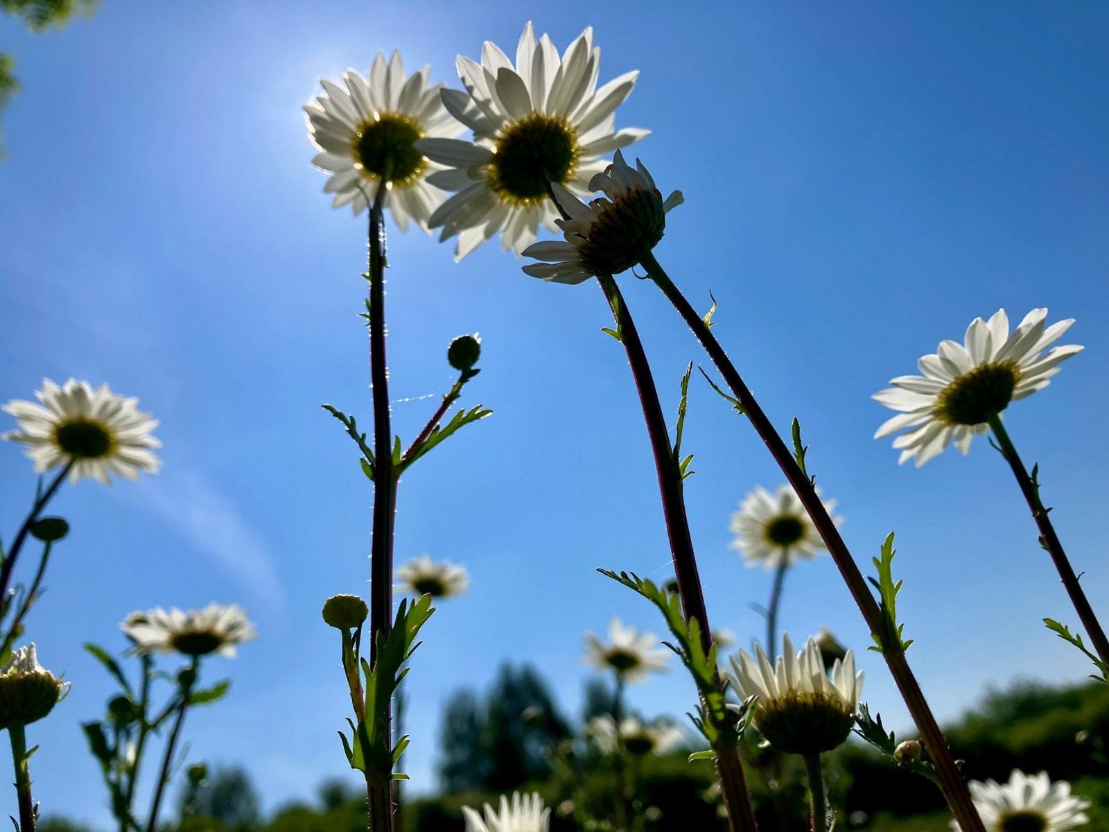Several white petalled flowers can be seen against a blue sky, standing on long green stalks.