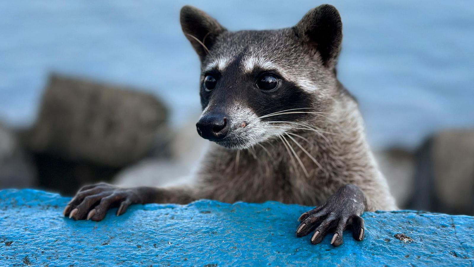 A raccoon stares right of the camera with its paws on a blue coastal wall. 