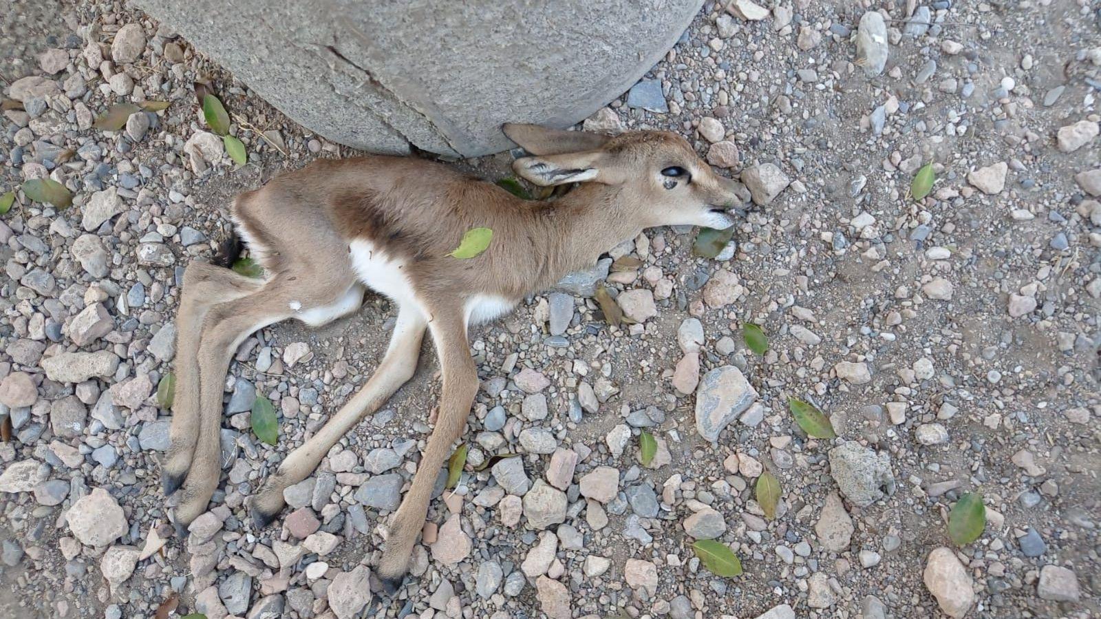 Image of deceased gazelle in Spain