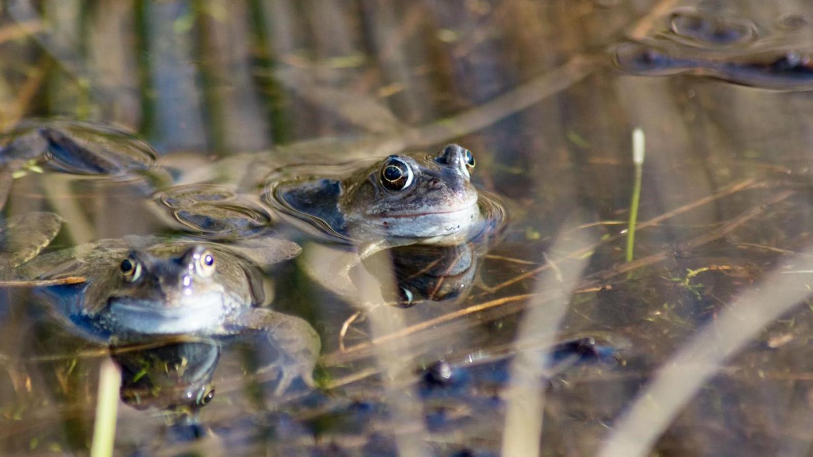 Two frogs are staring straight ahead in a pond.  