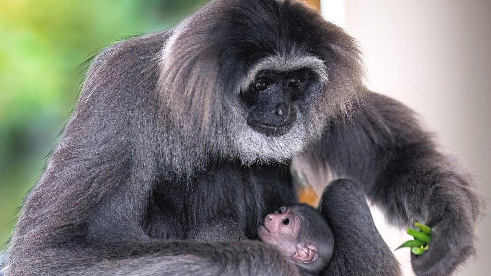 Baby silvery gibbon with its mother