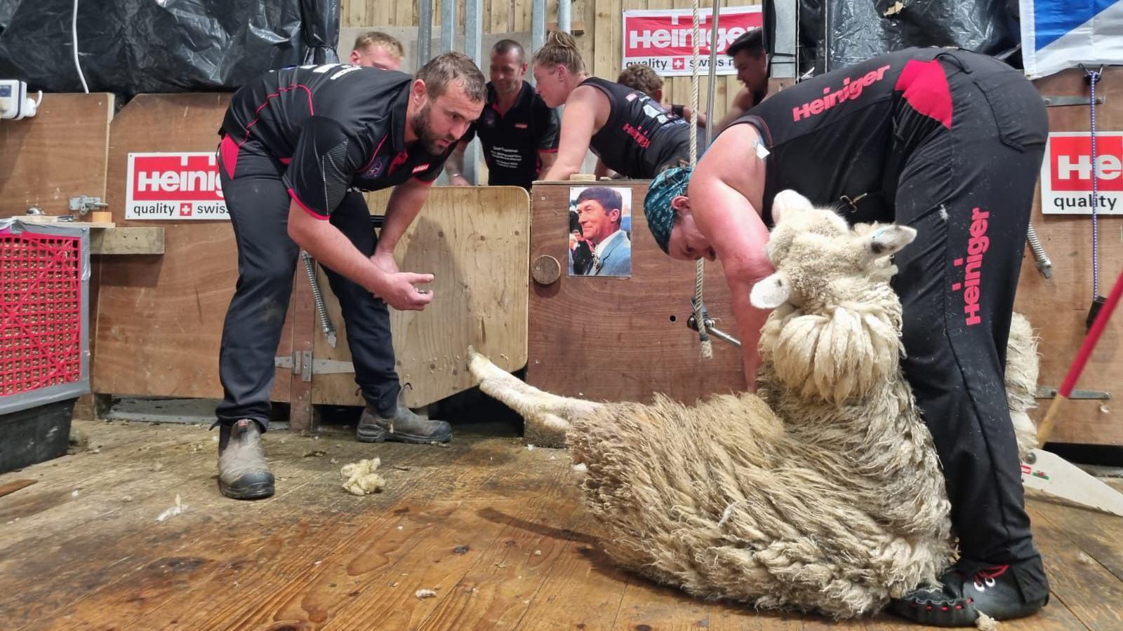 New world recordfor shearing sheep - BBC Newsround