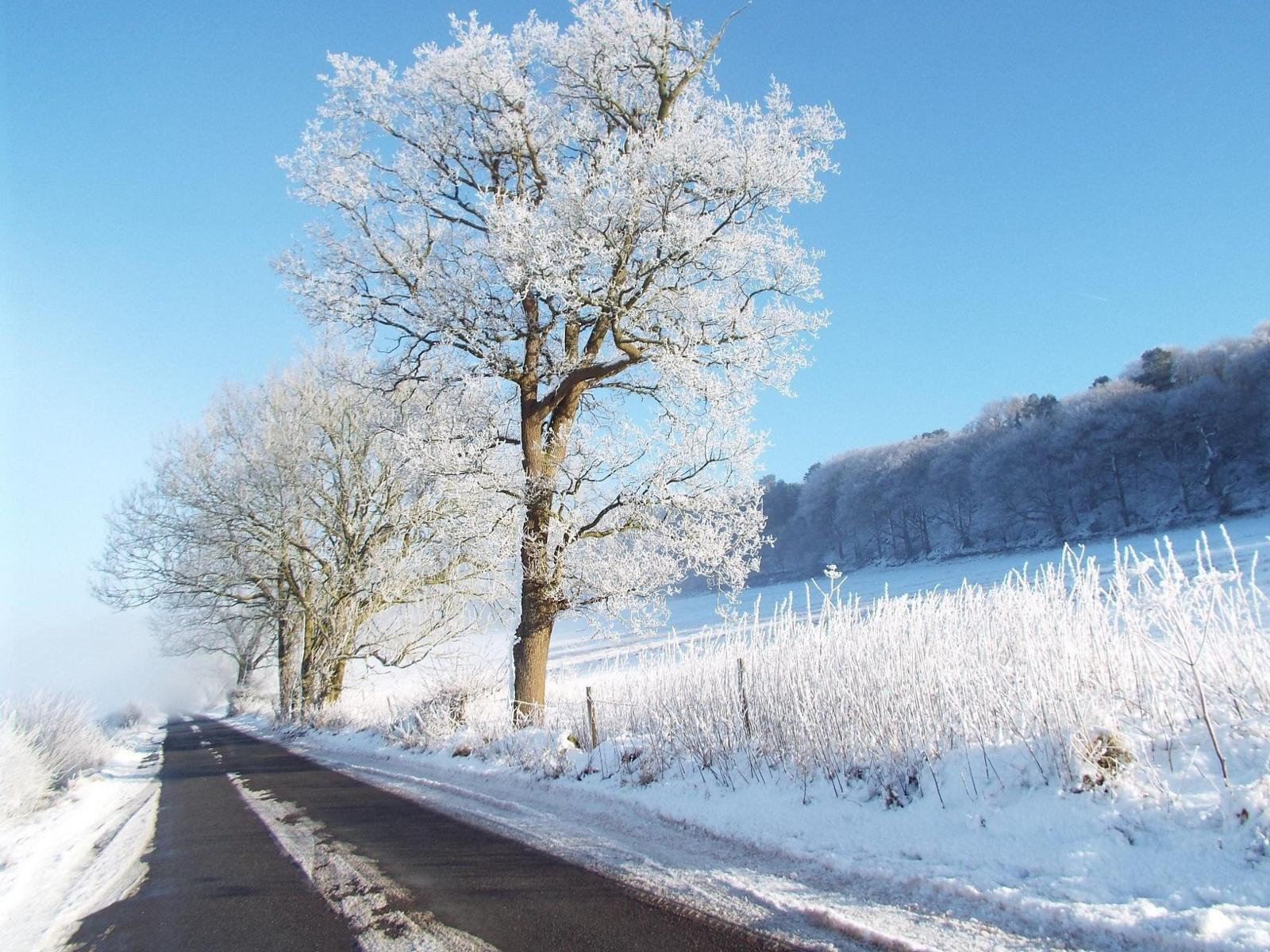 A lane beside a field covered in snow and trees with snow covered branches