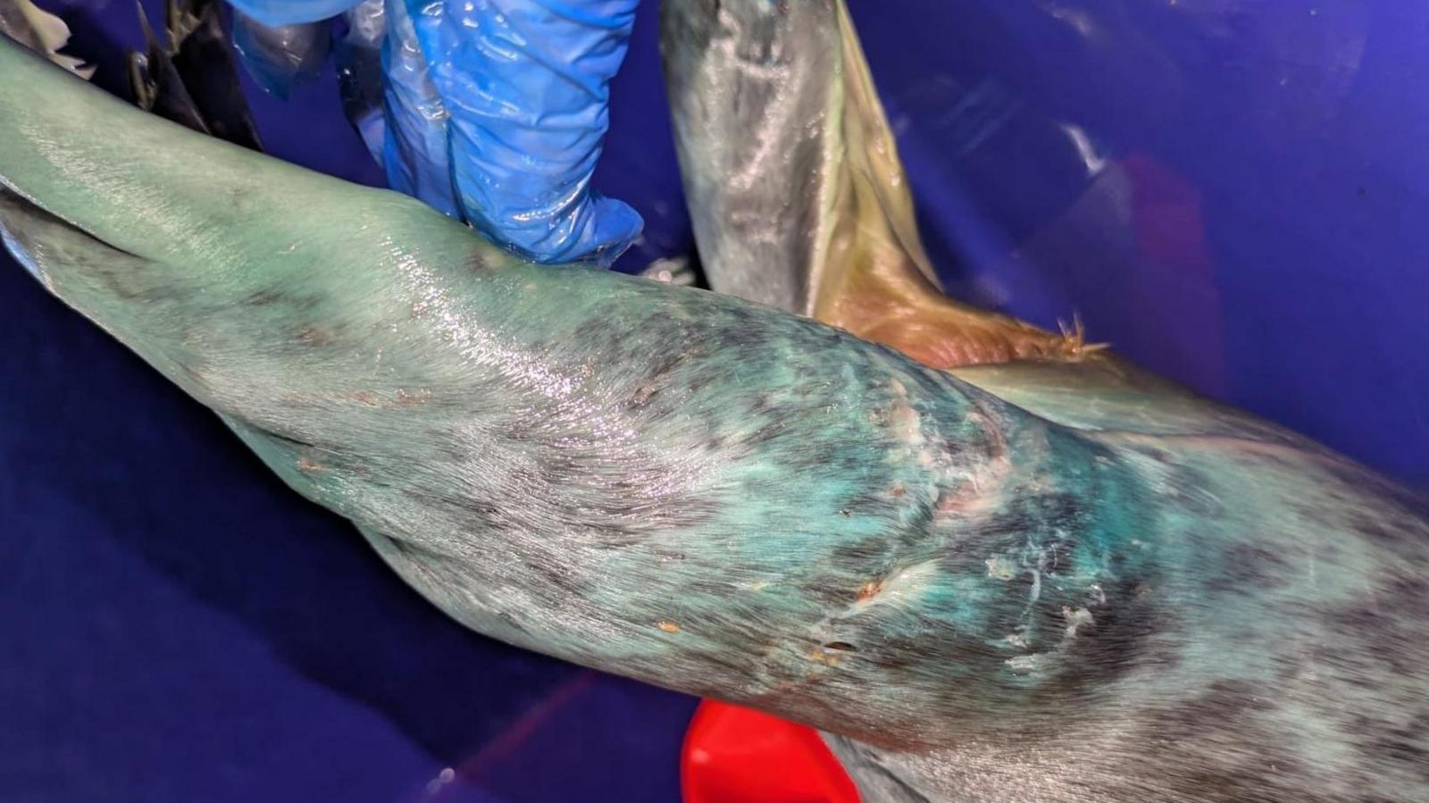 The image shows a grey seal flippper with marks on it suggesting a bite mark. Part of a hand in a blue glove is shown at the top of the picture. The background is a blue surface.