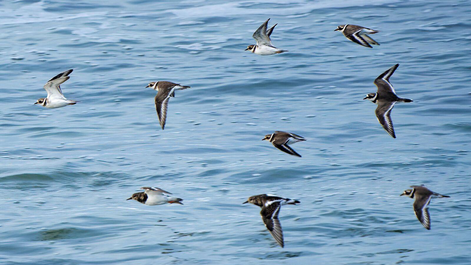 Nine Turnstone birds seen flying together with the sea in the background. The birds have a white body with dark coloured wings and a dark coloured head.