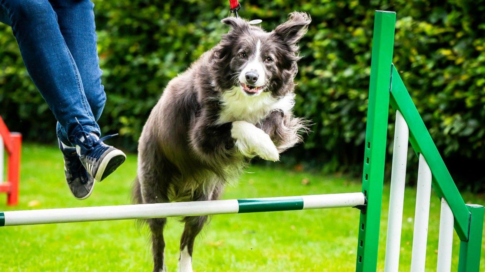 A collie jumping over a low green jump with its owner jumping behind.